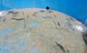 Balai Perikanan Budidaya Laut Ambon